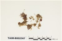 藏品(鑽葉鱗葉苔)的圖片